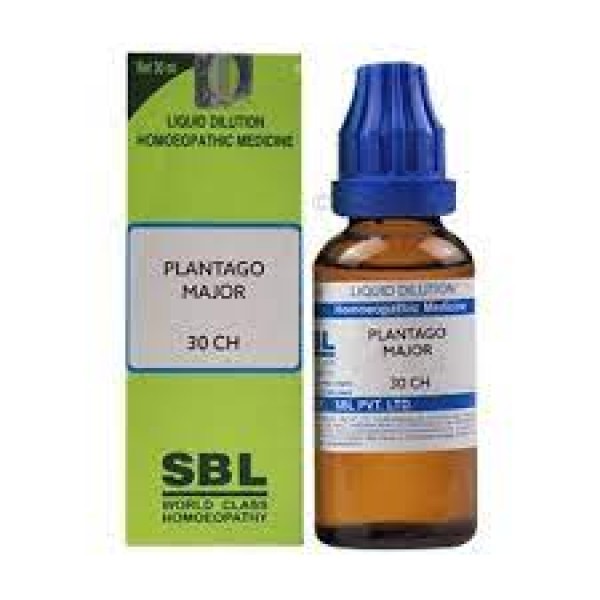 Plantago Major